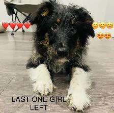 Miniature Sheltipoo pups