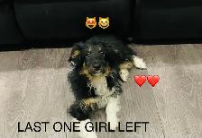 Miniature Sheltipoo pups - Photo 2