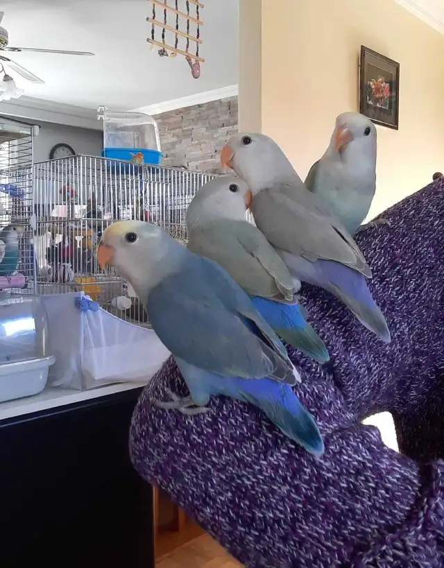 beaux bébés inséparables roseicollis nourrient à la main