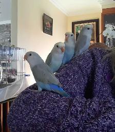 beaux bébés inséparables roseicollis nourrient à la main - Photo 6