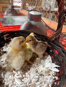 Poussins 3 pour $10 - Photo 2