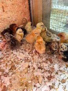 Poussins 3 pour $10 - Photo 3