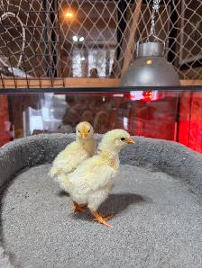 Poussins 3 pour $10 - Photo 4