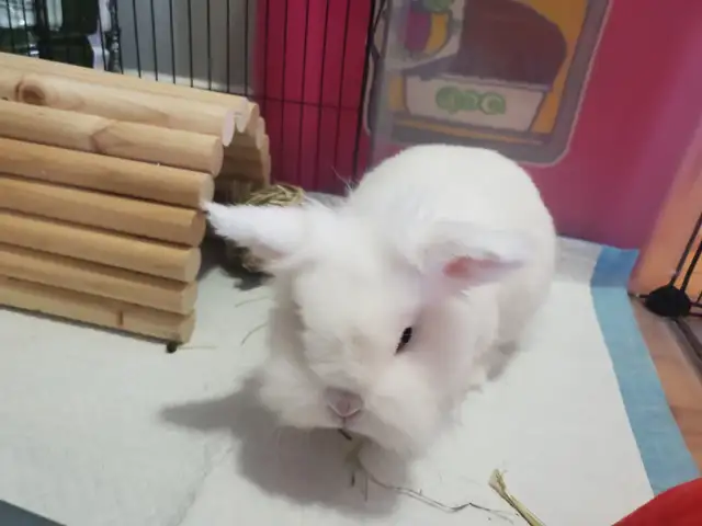 lapin tête de lion - Photo 2