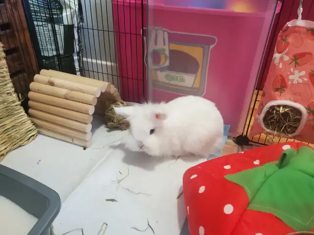 lapin tête de lion - Photo 3