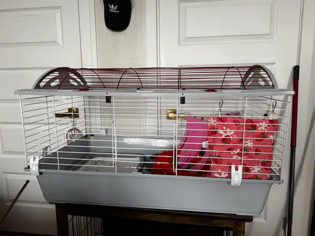 lapin tête de lion - Photo 4