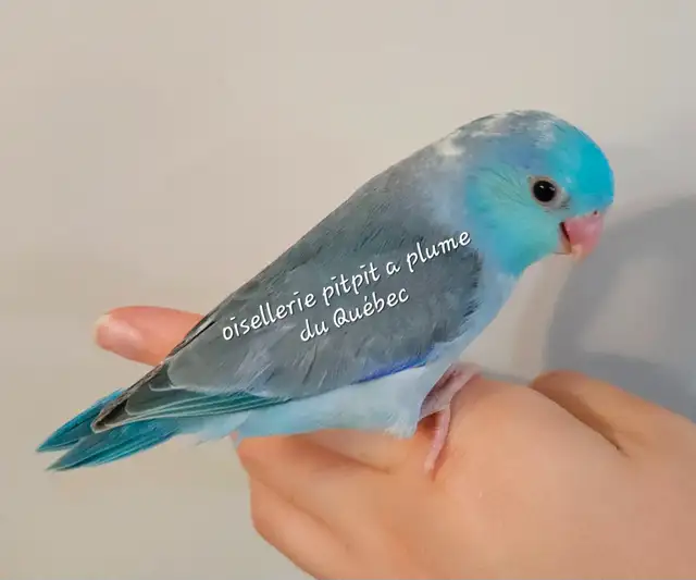 Bébé touis céleste