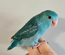 Bébé touis céleste - Photo 3