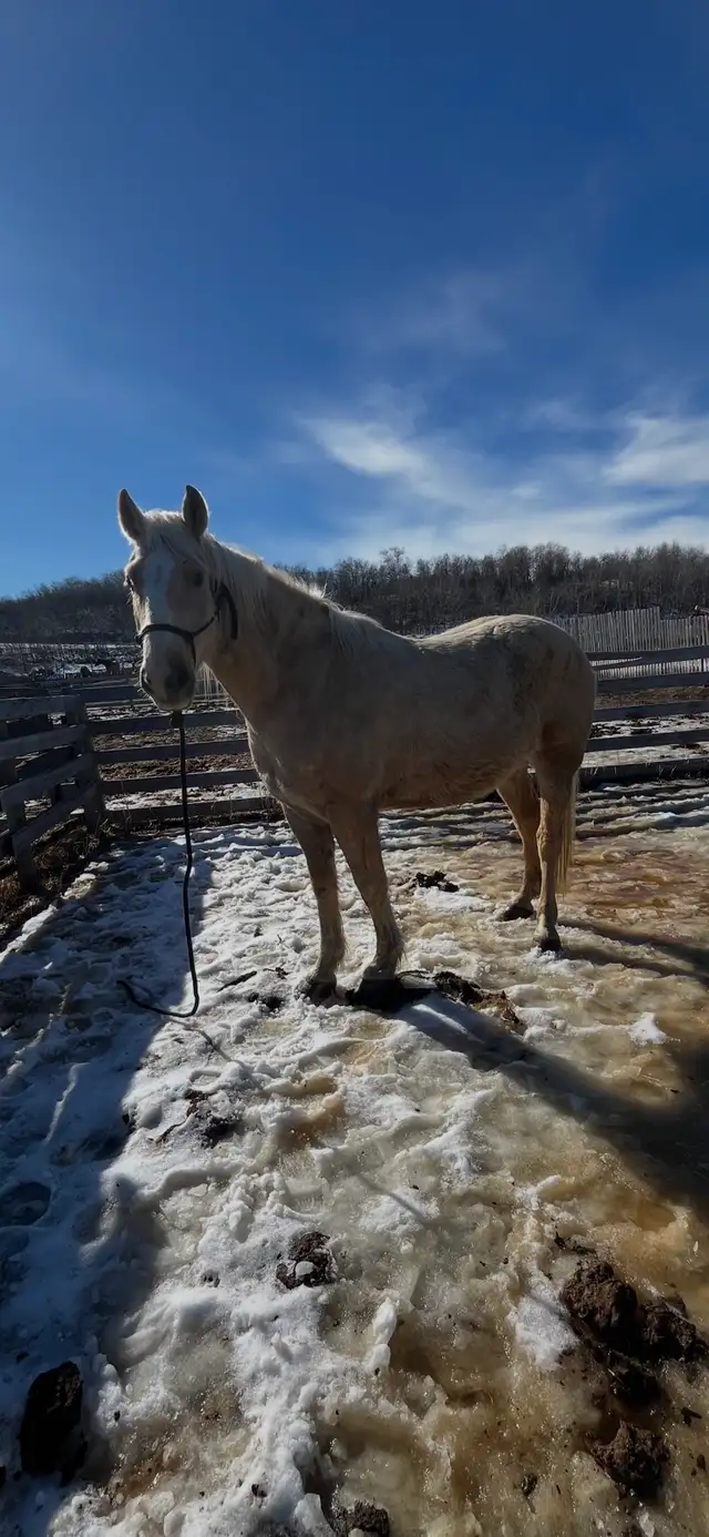 5 year old ranch horse