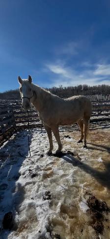 5 year old ranch horse