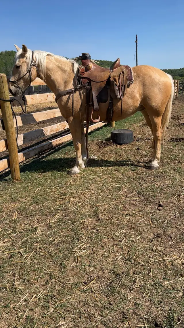 5 year old ranch horse - Photo 2