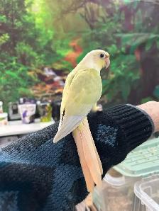 Bébés Conures Mooncheek / Doux, Affectueux & Mutations Rares