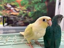 Bébés Conures Mooncheek / Doux, Affectueux & Mutations Rares - Photo 2