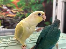 Bébés Conures Mooncheek / Doux, Affectueux & Mutations Rares - Photo 3