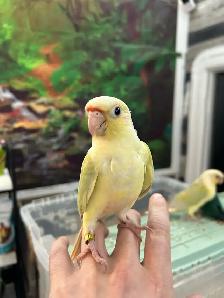 Bébés Conures Mooncheek / Doux, Affectueux & Mutations Rares - Photo 4