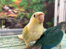 Bébés Conures Mooncheek / Doux, Affectueux & Mutations Rares - Photo 5