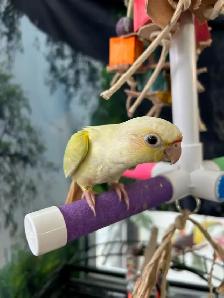 Bébés Conures Mooncheek / Doux, Affectueux & Mutations Rares - Photo 6