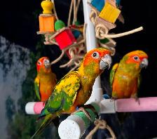 Bébés Conures Mooncheek / Doux, Affectueux & Mutations Rares - Photo 8