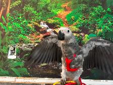 Bébés Conures Mooncheek / Doux, Affectueux & Mutations Rares - Photo 9