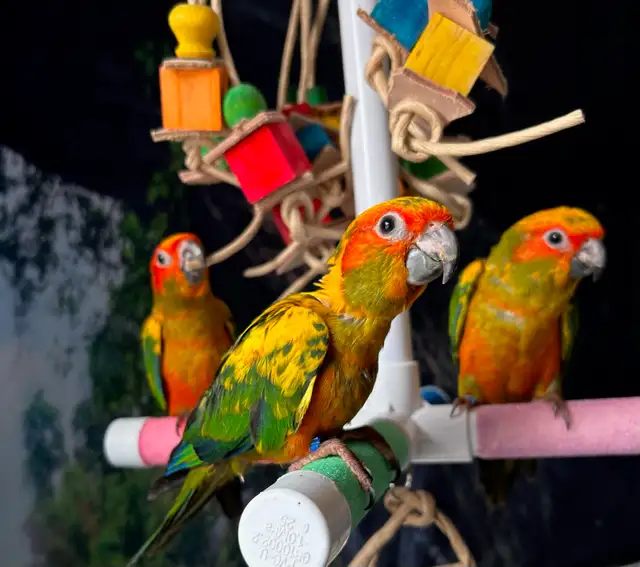 ☀️ Bébé Conure Soleil FEMELLE – Affectueuse, Vive & Magnifique