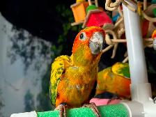 ☀️ Bébé Conure Soleil FEMELLE – Affectueuse, Vive & Magnifique - Photo 2