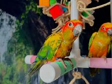 ☀️ Bébé Conure Soleil FEMELLE – Affectueuse, Vive & Magnifique - Photo 3