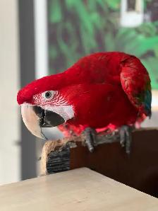 ☀️ Bébé Conure Soleil FEMELLE – Affectueuse, Vive & Magnifique - Photo 8