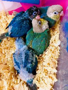 ☀️ Bébé Conure Soleil FEMELLE – Affectueuse, Vive & Magnifique - Photo 9