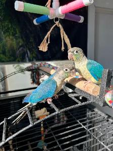 ☀️ Bébé Conure Soleil FEMELLE – Affectueuse, Vive & Magnifique - Photo 10