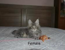 Beautiful purebred Maine Coon kittens