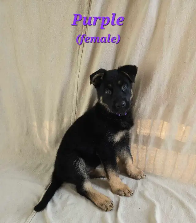 German Shepherd/ King Shepherd Puppies