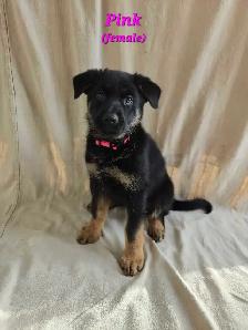 German Shepherd/ King Shepherd Puppies - Photo 2