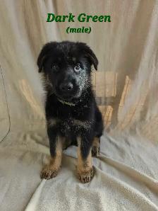 German Shepherd/ King Shepherd Puppies - Photo 3