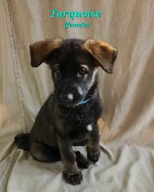 German Shepherd/ King Shepherd Puppies - Photo 4