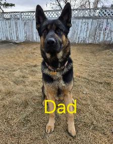 German Shepherd/ King Shepherd Puppies - Photo 5