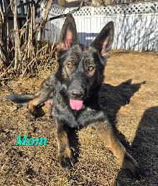 German Shepherd/ King Shepherd Puppies - Photo 6