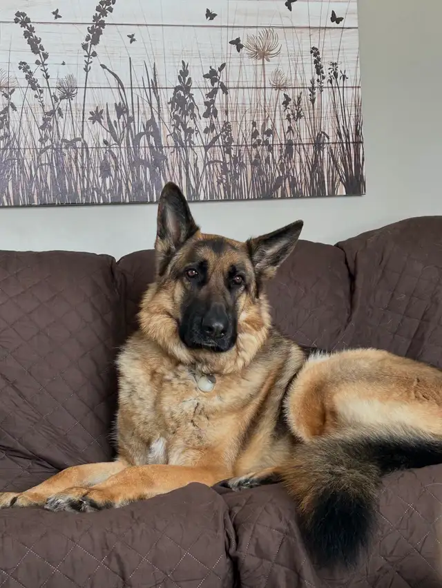 Dog Walker & Pet Sitter. Experienced with large dogs