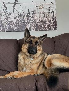 Dog Walker & Pet Sitter. Experienced with large dogs