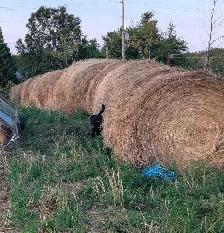 2025 covered Hay