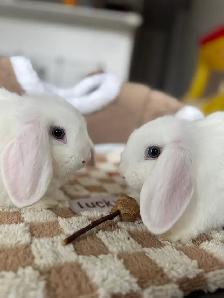 Blue-Eyed Lop Bunnies – Ready Now