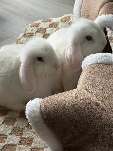 Blue-Eyed Lop Bunnies – Ready Now - Photo 2