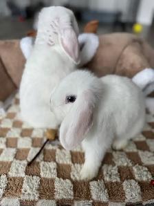 Blue-Eyed Lop Bunnies – Ready Now - Photo 3