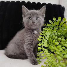 Chaton Bleu Russe hypoallergene