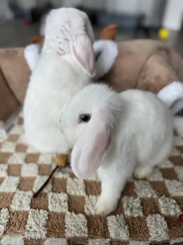 Holland Lop Bunnies - Photo 3