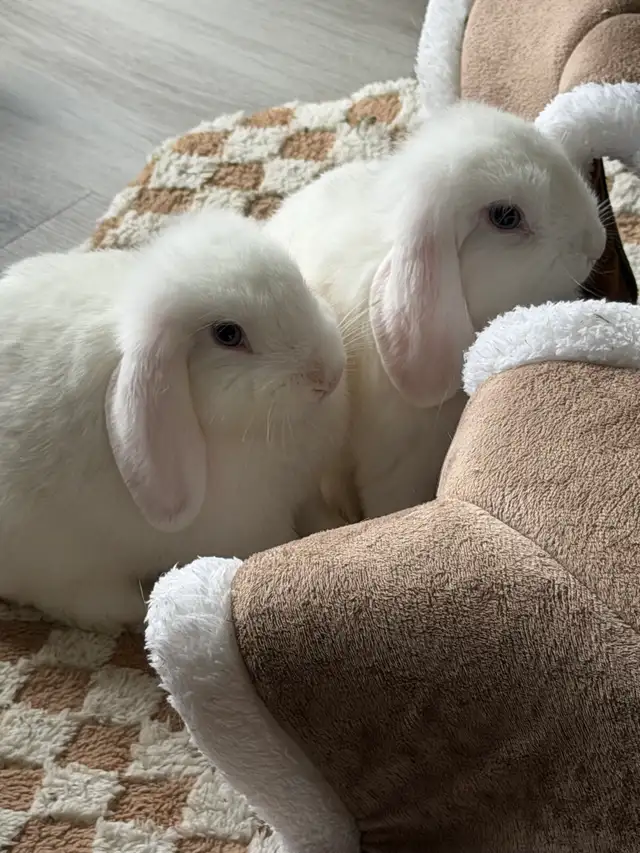 Holland Lops - blue eyed brother and sister - Photo 3