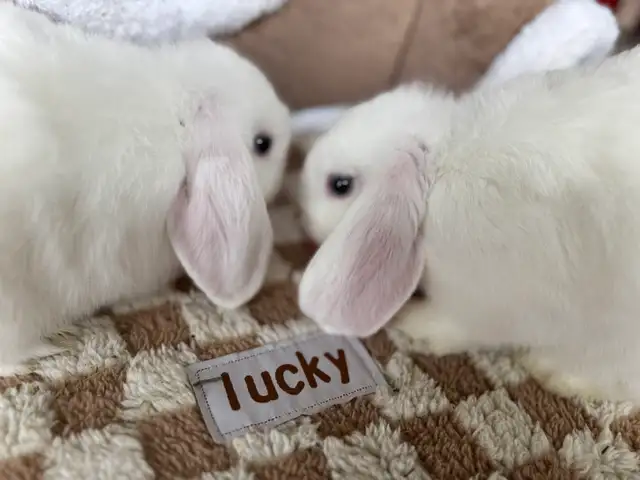 Holland Lops - blue eyed brother and sister - Photo 4