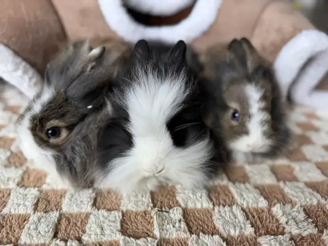 Three bunny siblings - blue eyed lionheads