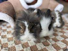 Three bunny siblings - blue eyed lionheads - Photo 2