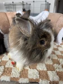 Three bunny siblings - blue eyed lionheads - Photo 3