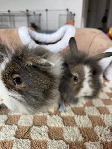 Three bunny siblings - blue eyed lionheads - Photo 4